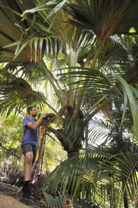 maldivische kokosnoot