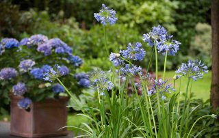 zomerbollen agapanthus