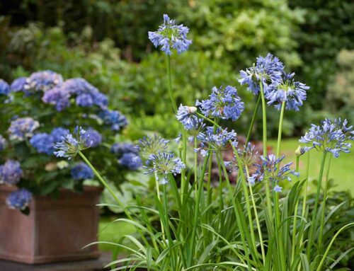 Van juni t/m oktober van zomerbollen genieten