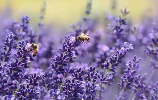 Fleur.nl doneert bijenzaad