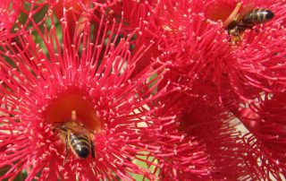 biodiversiteit bijen