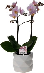 nieuwe website Little Kolibri Orchids