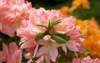 10 planten die het goed doen op veengrond rhododendron