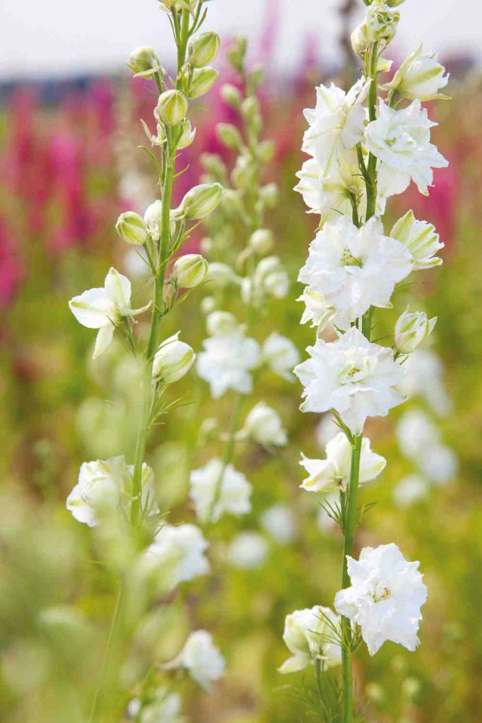 boeket van zomerbloemen