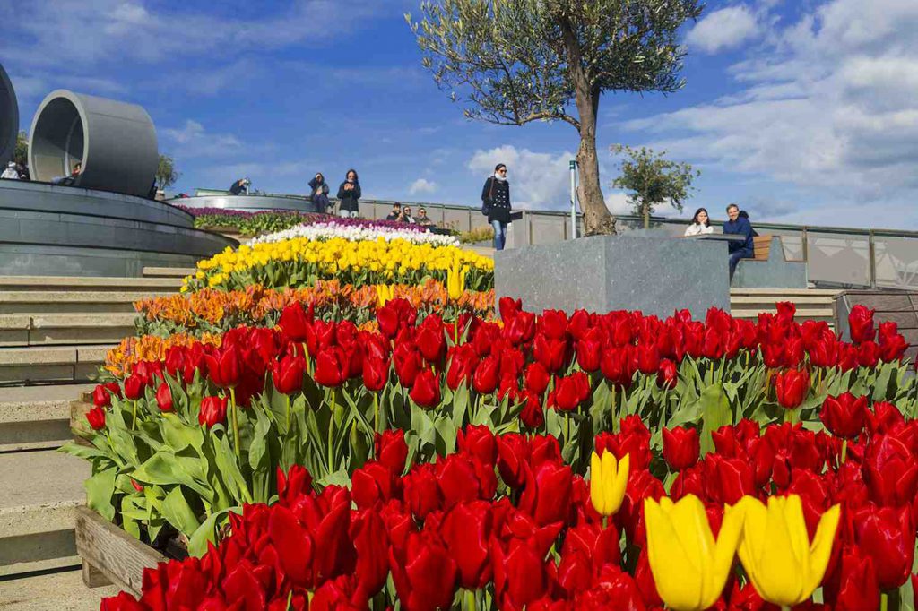 tulp festival amsterdam