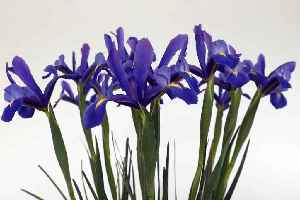 eigen iris voor Iris Verhoek