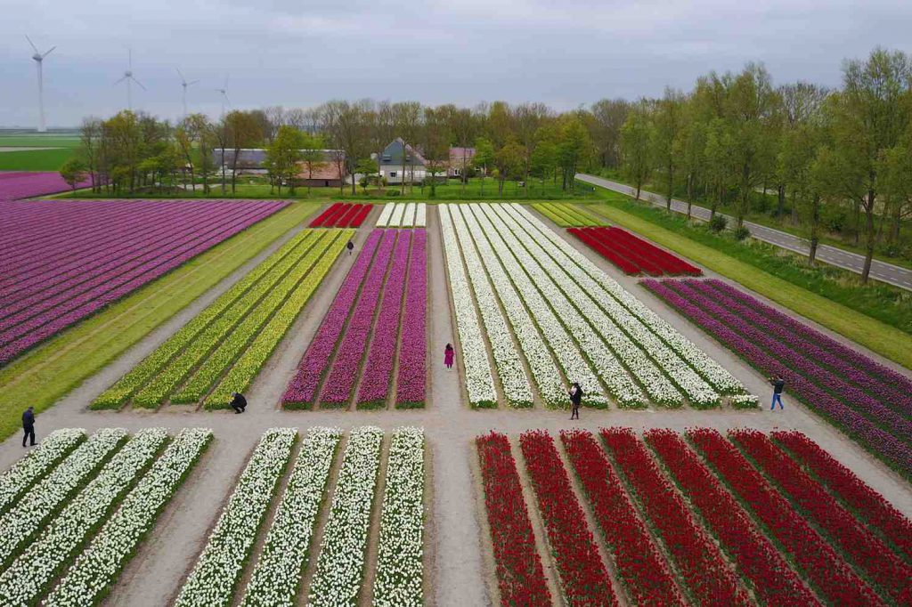 tulpenvelden vanuit drone