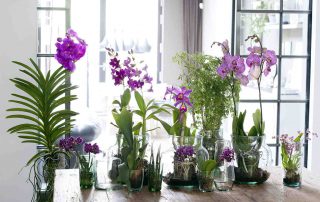 Orchideeën dé stijltrend van 2017