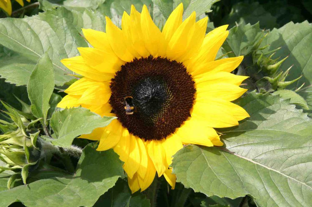 Zonnebloem met hommel