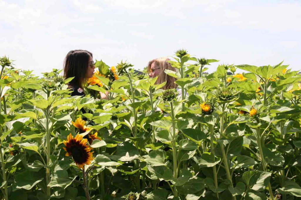 Zonnebloemenveld