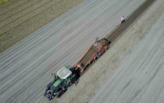 Recordoogst tulpenbollen