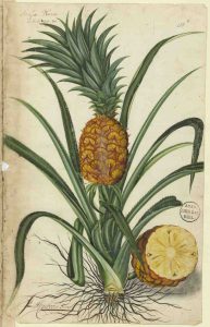 ananas het kroonjuweel