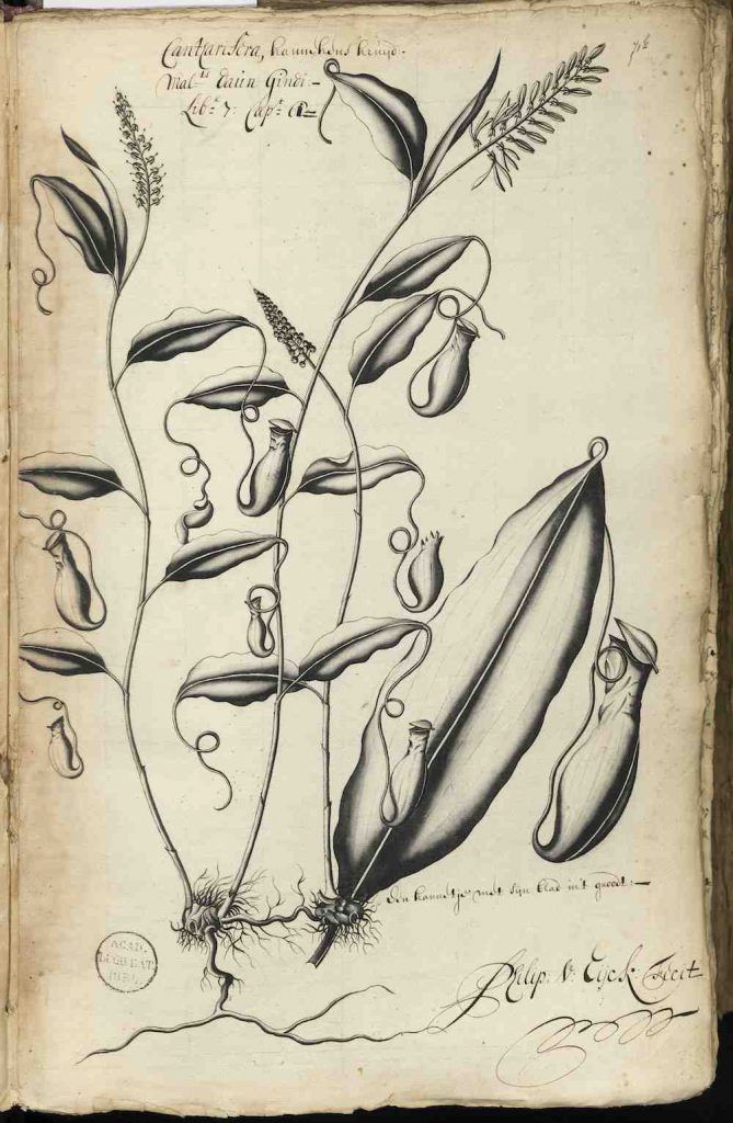 Vergulde kruik: de bekerplant