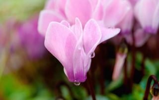 cyclamen