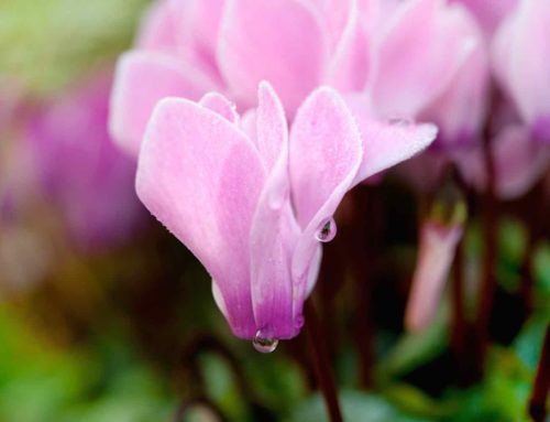 In de etalage, kleur je tuin met Cyclamen