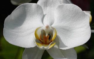vlinder orchidee
