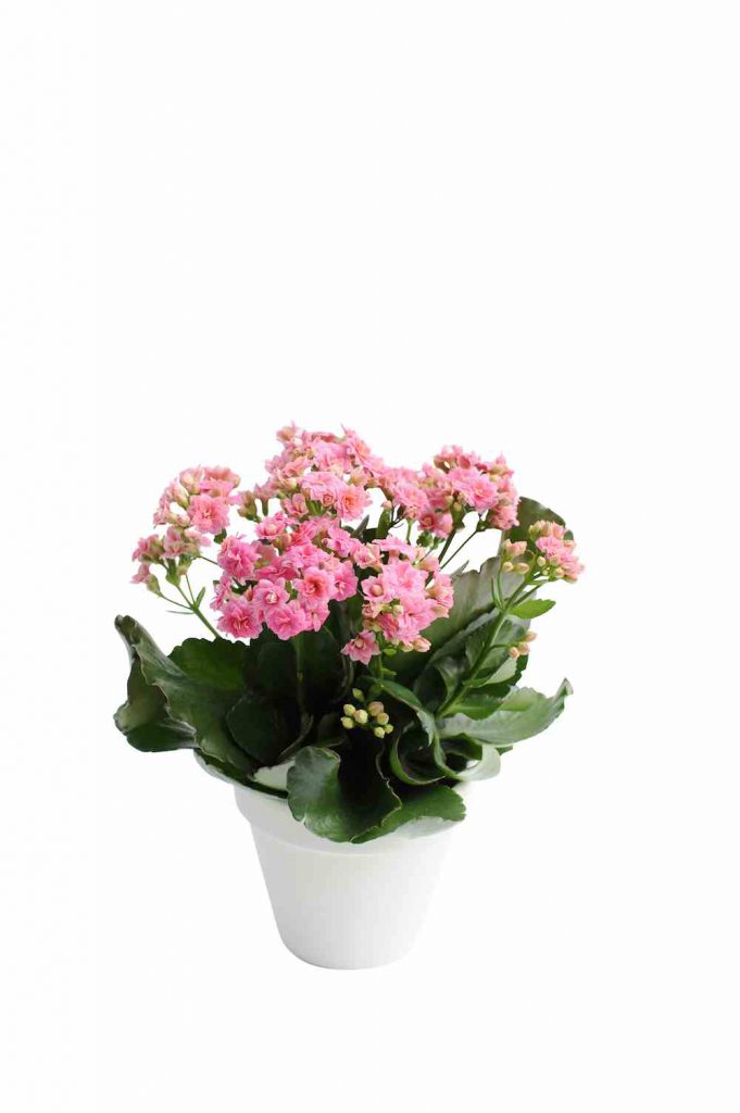 Kalanchoë: verrassend veelzijdig