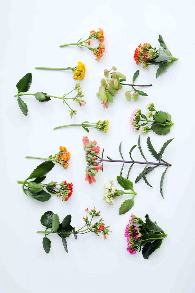 Kalanchoë: verrassend veelzijdig