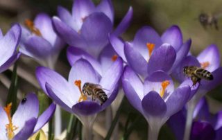 biologische bloembollen