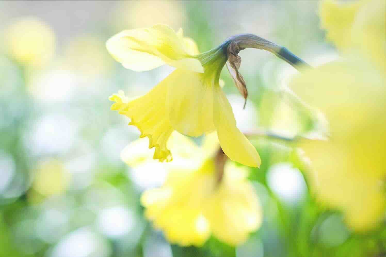 daffodil-narcis Narcissen voor Thaise koning Bhumibol