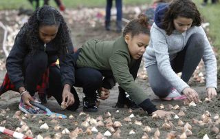 bloembollen planten planttijd