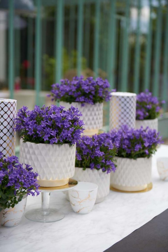 Campanula Ambella® Intense Purple