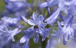 de Agapanthus voor het terras en de Lavendel voor het balkon