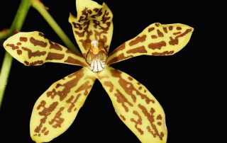 Grammatophyllum_scriptum_Orchid