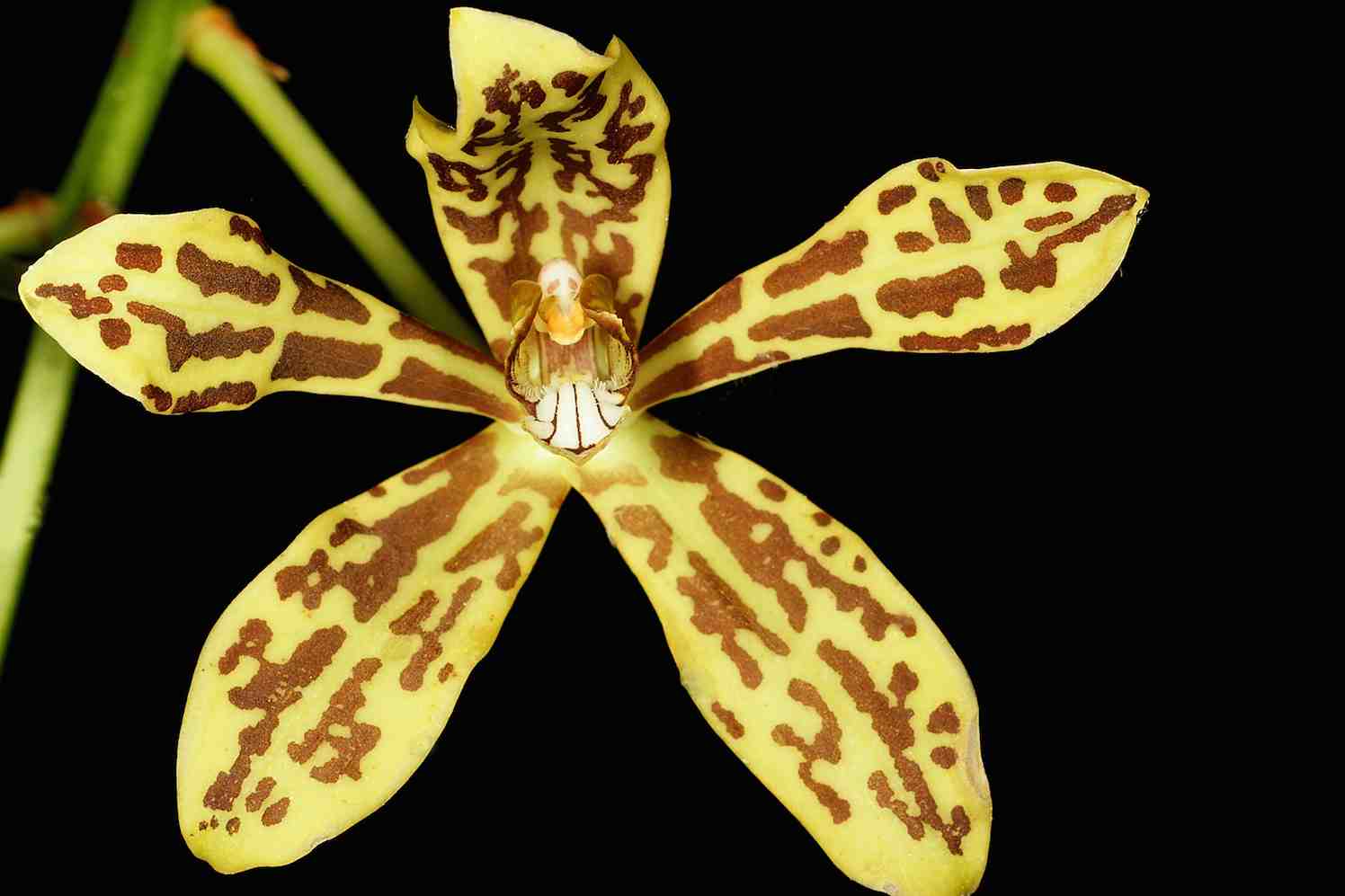 Grammatophyllum_scriptum_Orchid