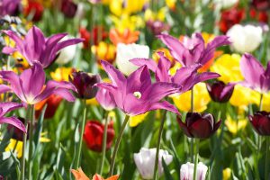 slow-gardening met tulpen