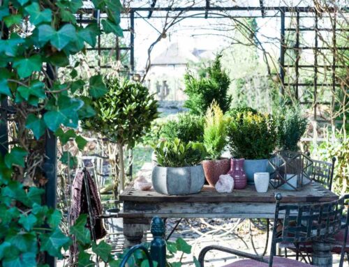 Tuinplant van de Maand december: Kerstplanten