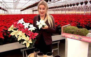 kerstster-sarah-dikker-poinsettia