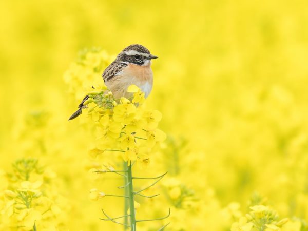 vergroenen zorglocaties met natuurfoto’s