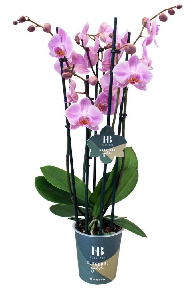 phalaenopsis