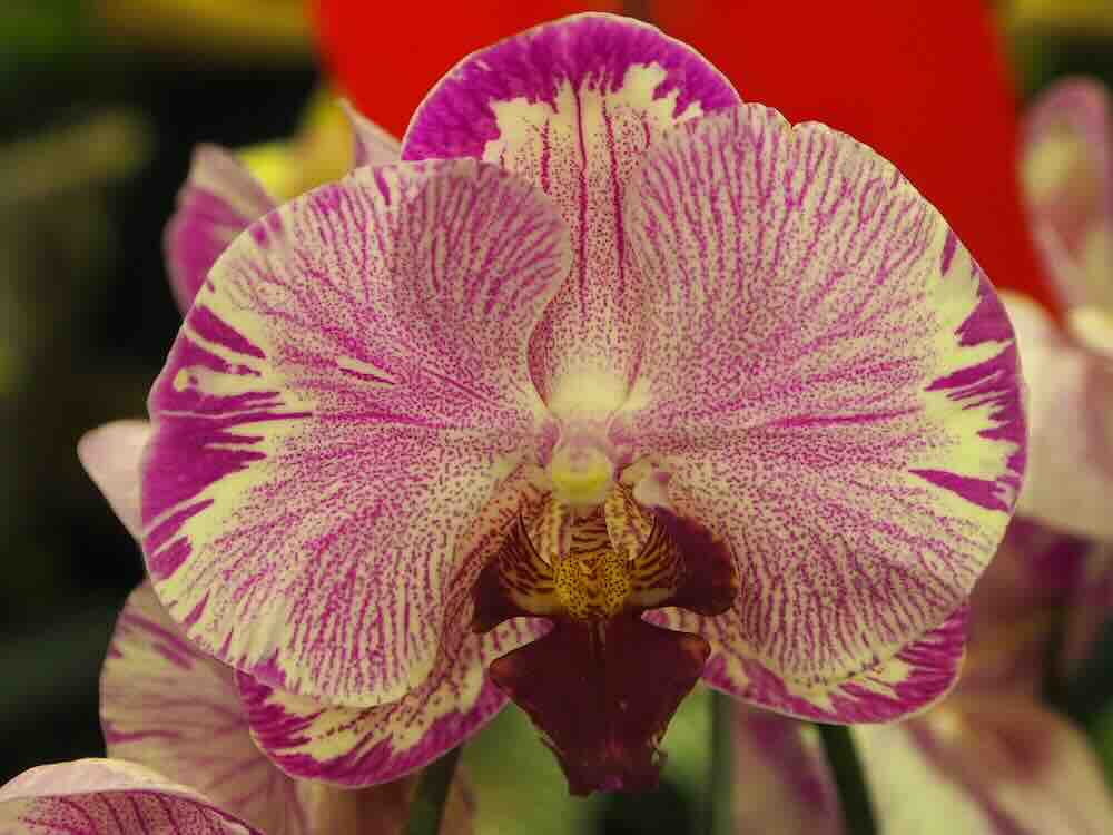 Twee nieuwe merken phalaenopsis