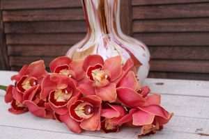 cymbidium