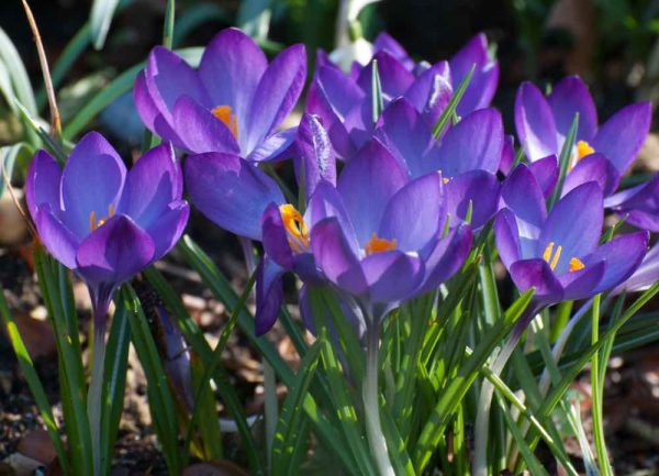 bijen bijenstrategie