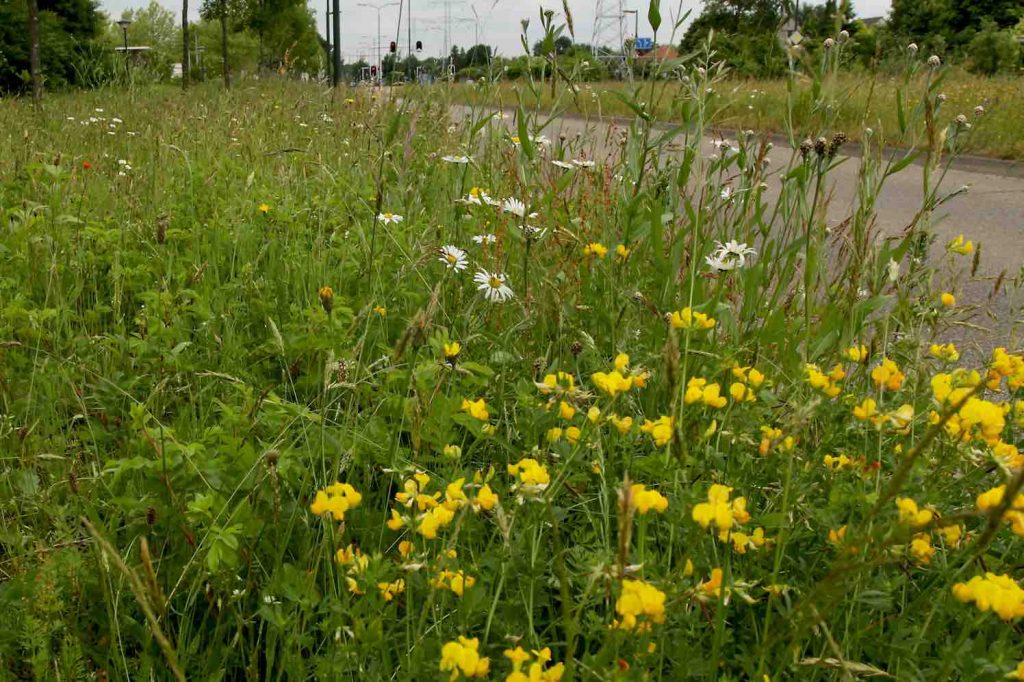kleurkeur Bijenstrategie, maaibeheer en biodiversiteit