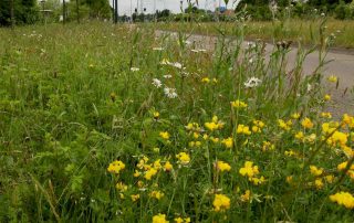 kleurkeur Bijenstrategie, maaibeheer en biodiversiteit