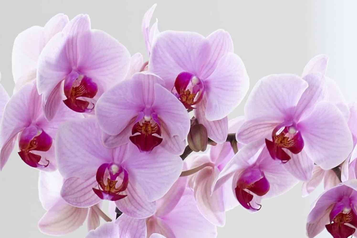 orchidee washington