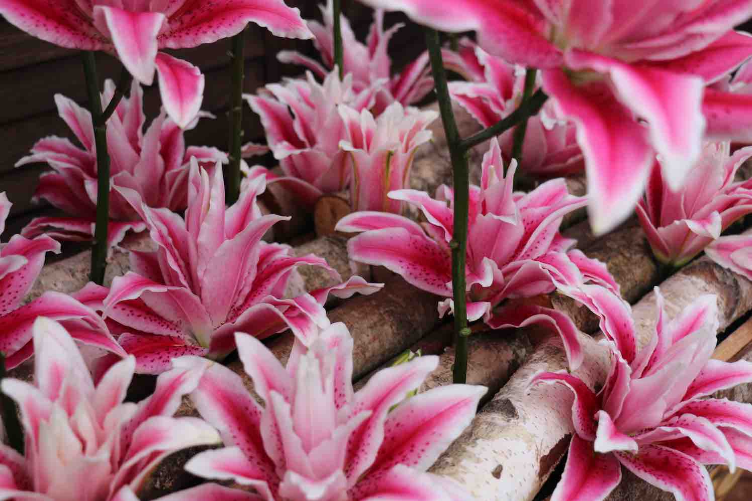 roselily lilium