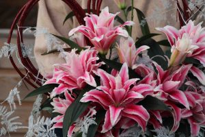 roselily lilium
