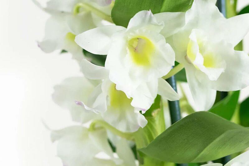 Duurzame orchideeën