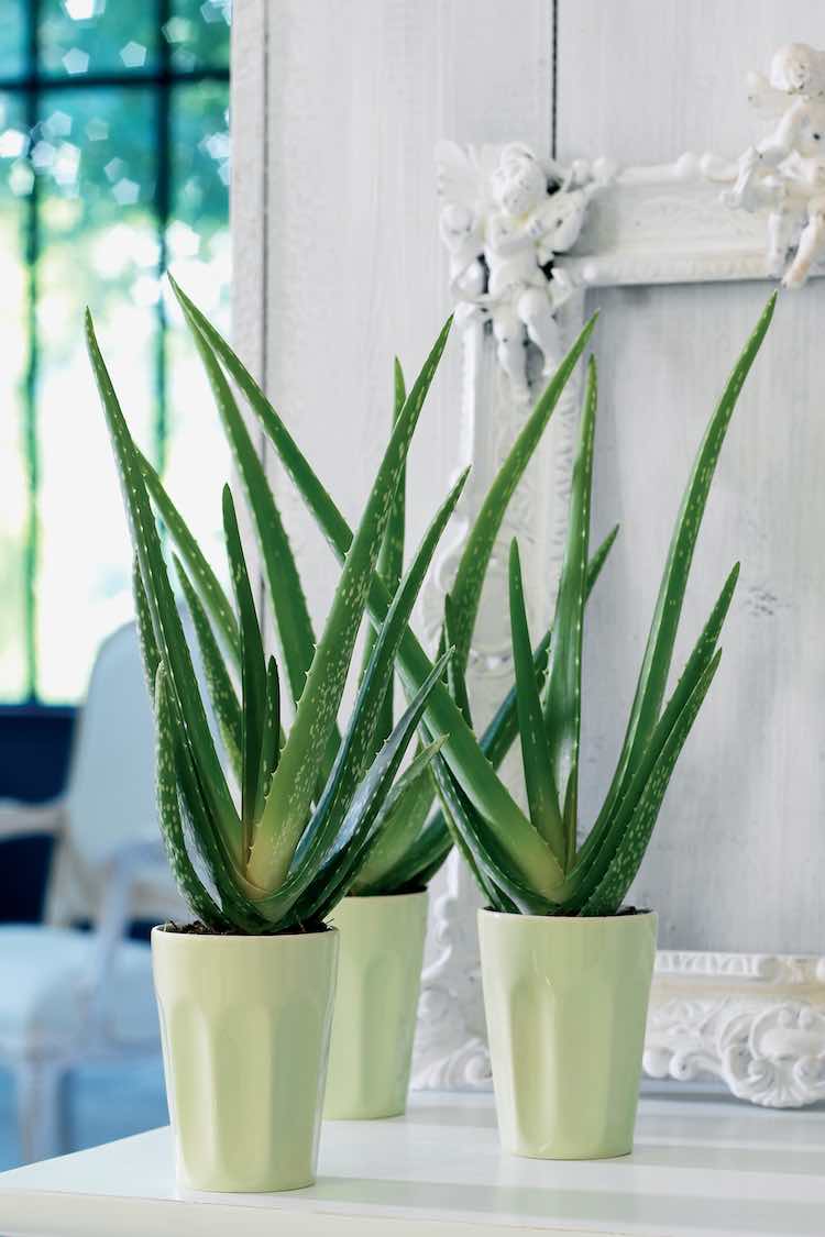 Aloe Vera superplanten