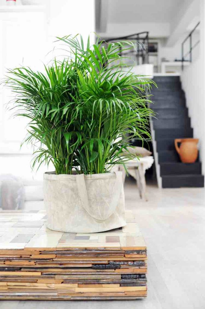 areca palm superplanten