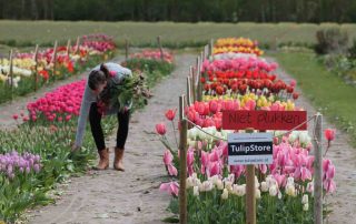 eetbare tulpen