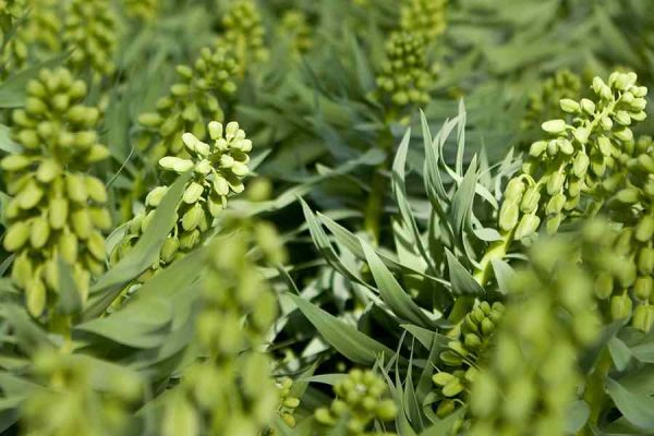 fritillaria ivory bells