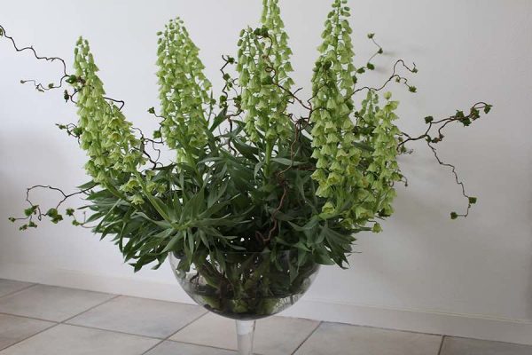 zeer decoratieve bolbloem