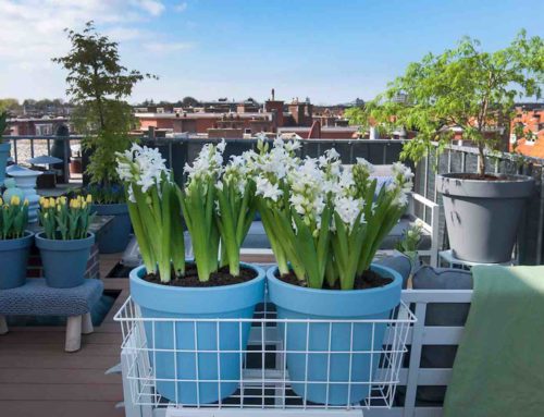 Lente in zicht? Echt wel! Tijd voor bol-op-pot!