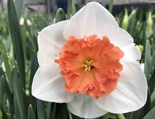 Narcissus Precocious, in de schijnwerpers